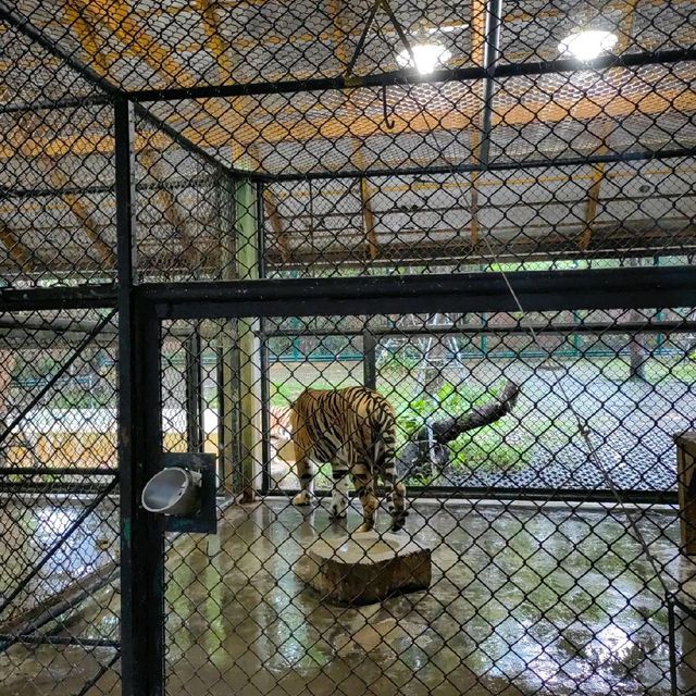 Hugging New Beastie in Tiger Kingdom Phuket.