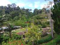 Betong Winter Flower Garden