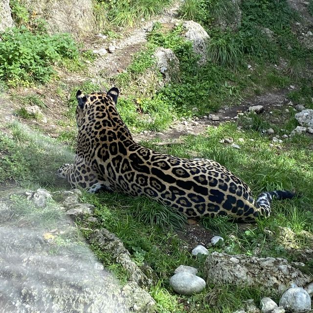 薩爾斯堡動物園半天遊！