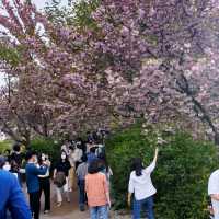 Wansan Park  (full of flower)