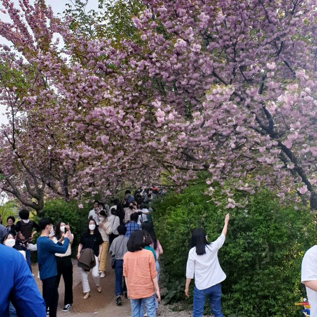 Wansan Park  (full of flower)