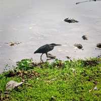 Up Close And Personal At Jurong Lake Gardens