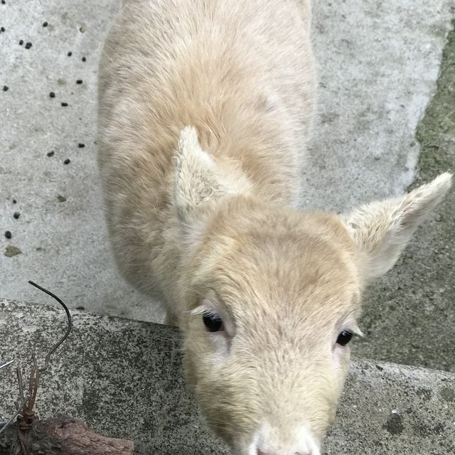 深圳野生動物園🤩深受旅客🧳歡迎