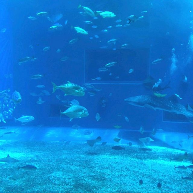 美麗海水族館