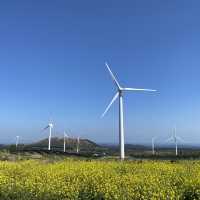 제주도 유채꽃 명소, 거대한 풍차와 유채꽃이 함께 하는🌼