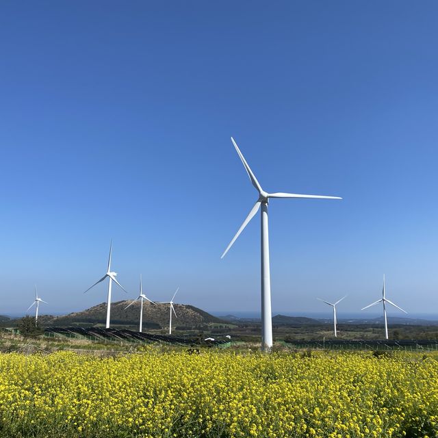제주도 유채꽃 명소, 거대한 풍차와 유채꽃이 함께 하는🌼