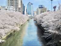 目黑川櫻花 - 沿途與你有過一幀風景