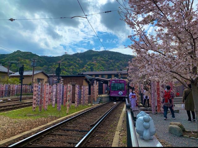 京都　KYOTO SAKURAめぐり❗️嵐電嵐山駅の桜に感動❗️足湯も⁈