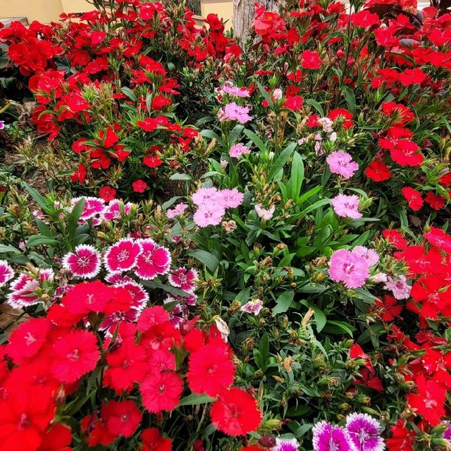 賞花好去處 ～ 愉景灣 