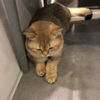 🐱奴必到既地方