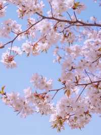 서울숲 봄꽃놀이