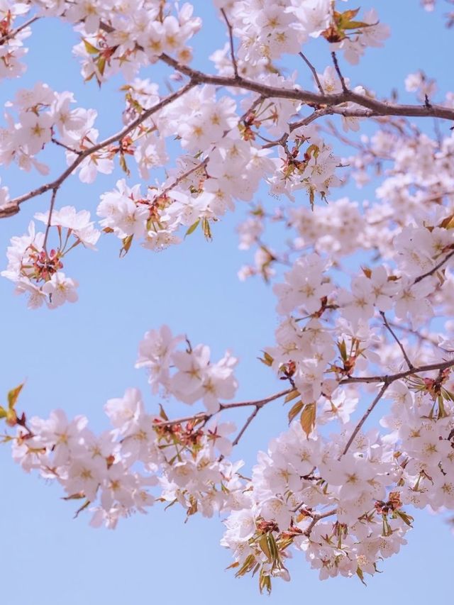 서울숲 봄꽃놀이