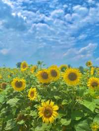 7월에 피는 가장 예쁜 꽃 해바라기🌻보러 안성팜랜드로 오세요💛