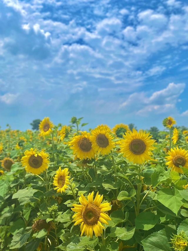 7월에 피는 가장 예쁜 꽃 해바라기🌻보러 안성팜랜드로 오세요💛