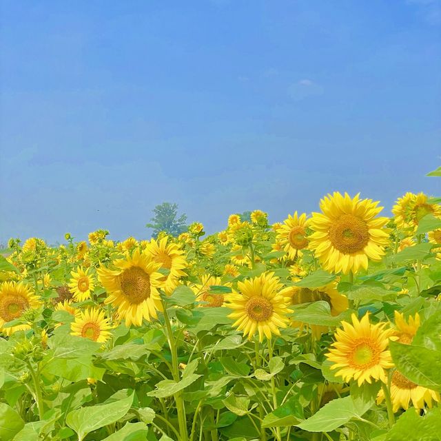 [ 7월 여행지 ] 서울근교 해바라기 명소 추천