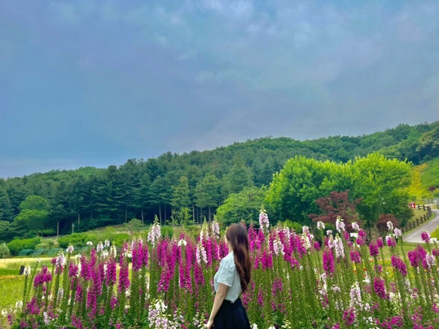 금계국 꽃구경하러간 용인농촌테마파크 