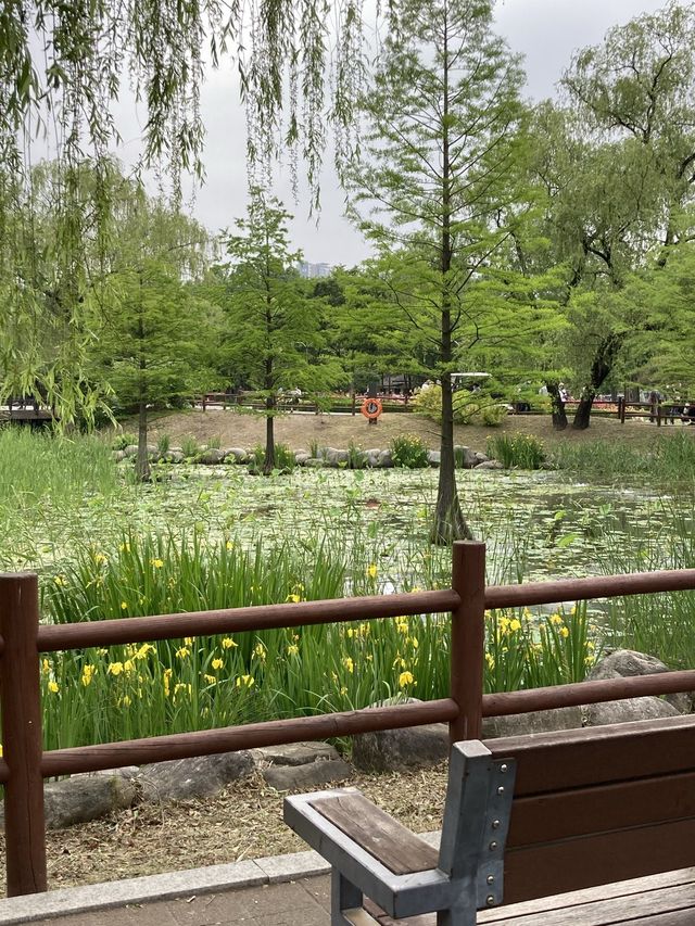서울 장미 명소, 보라매공원으로 오세요!