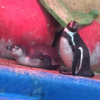 韓国/ソウル【三成】アートな水族館💙COEXアクアリウム