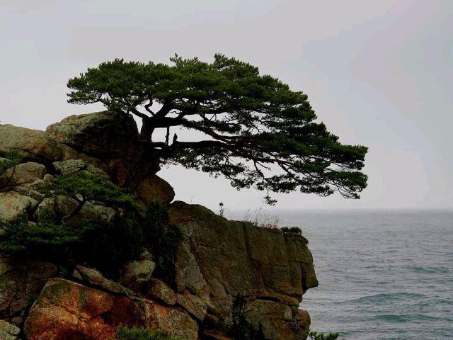 애국가에 나오는 바로 그 소나무해변
