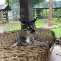 Cat cafe ทริปนี้เอามาฝากทาสแมวคนรักแมว