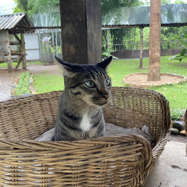 Cat cafe ทริปนี้เอามาฝากทาสแมวคนรักแมว