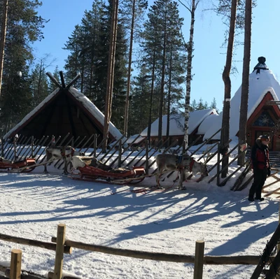Santa Claus Reindeer | Trip.com Rovaniemi Travelogues