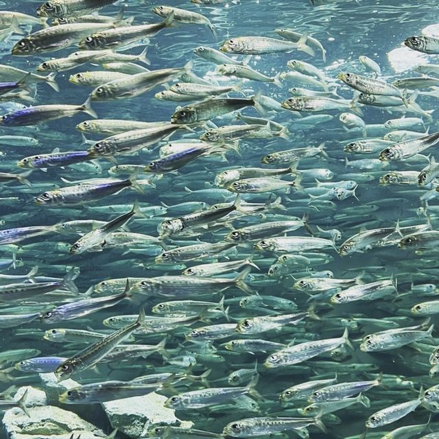 サンシャイン水族館🐠