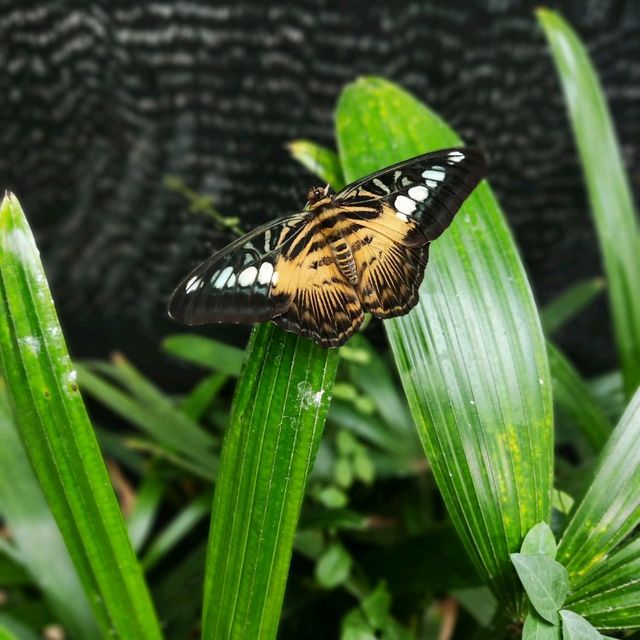 Butterflies Up-Close
