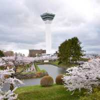 五陵郭公園五星芒櫻花道