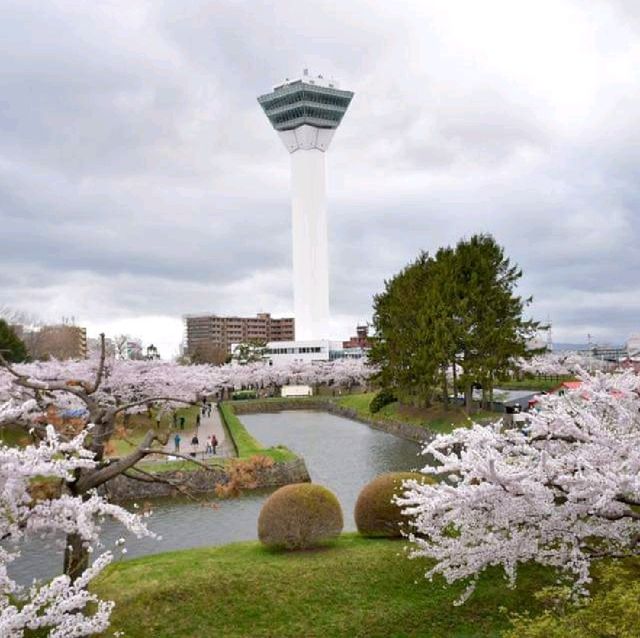 五陵郭公園五星芒櫻花道