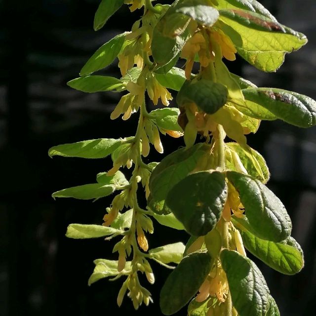 香港動植物公園150週年紀念