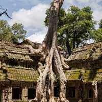 Ta Prohm Temple