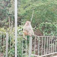鷹巢山自然教育徑