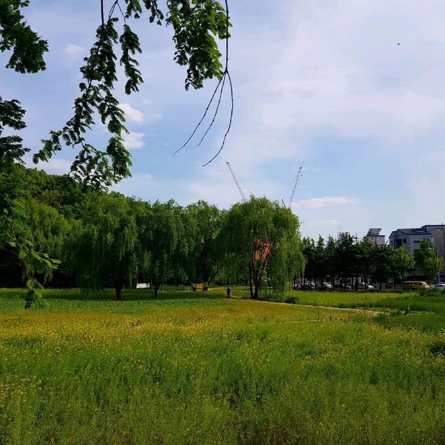 대구에서 유채꽃 감성 느끼기 [두류공원 유채꽃밭]
