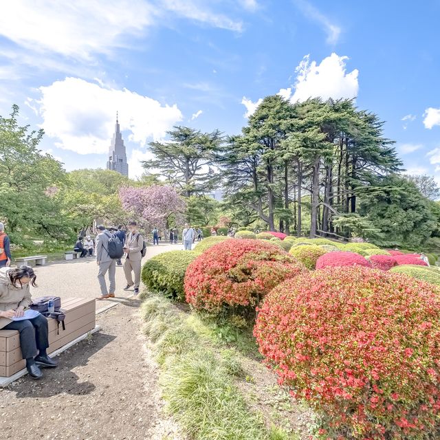 はるの新宿御苑のツツジ畑