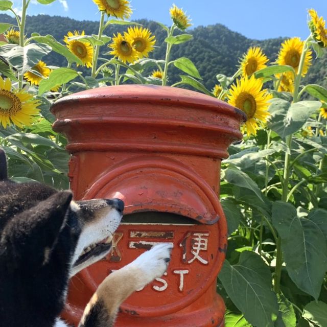 フォトジェニックな花畑　洲原ひまわりの里