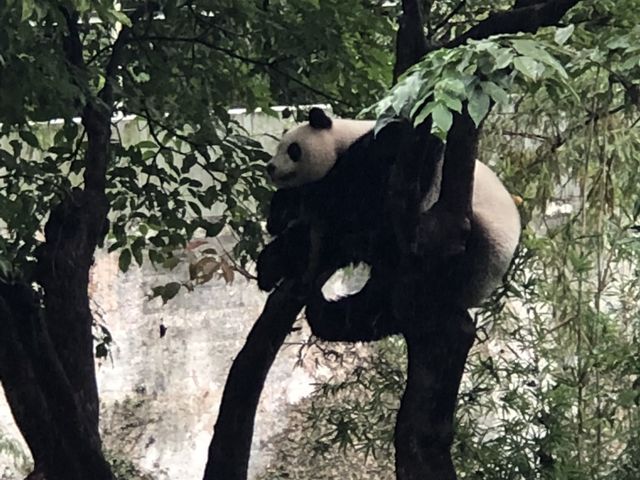 安くて広い駅近動物園🐼