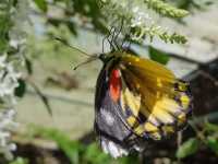 สวนสัตว์แมลงสยาม (Siam Insect Zoo) 