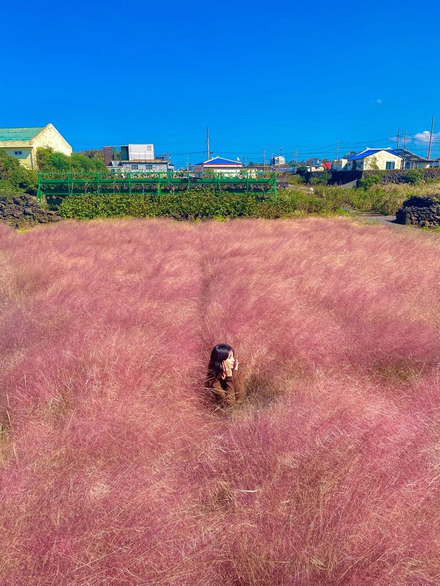 제주 핑크뮬리 명소 : 북촌에가면 