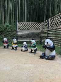 Amazing trip to bamboo forest in autumn