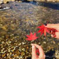  【秋晴れ×紅葉🍁 @那須 紅の吊橋】