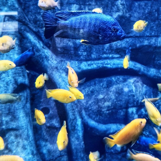 Aquaria Phuket 
