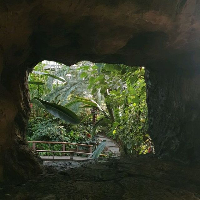 열대식물원에서 겨울에도 푸릇푸릇🌴