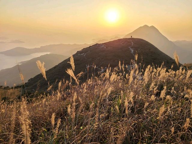 【秋冬賞芒系列~大東山🌾】