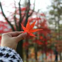 Autumn in Nami Island South Korea