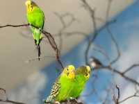 Toledo Zoo and Aquarium - Toledo, USA