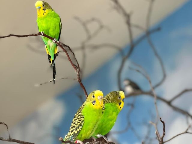 Toledo Zoo and Aquarium - Toledo, USA