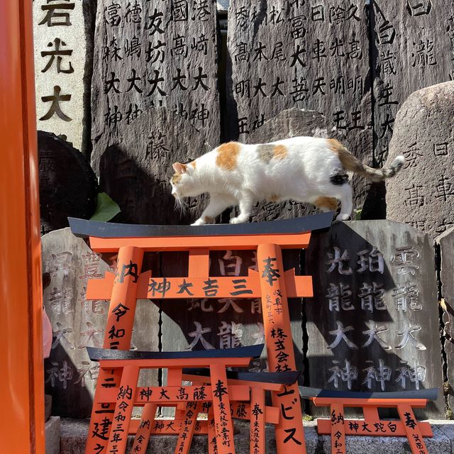 Cat guides you in Kyoto like anime!