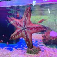 Aquarium Cuter