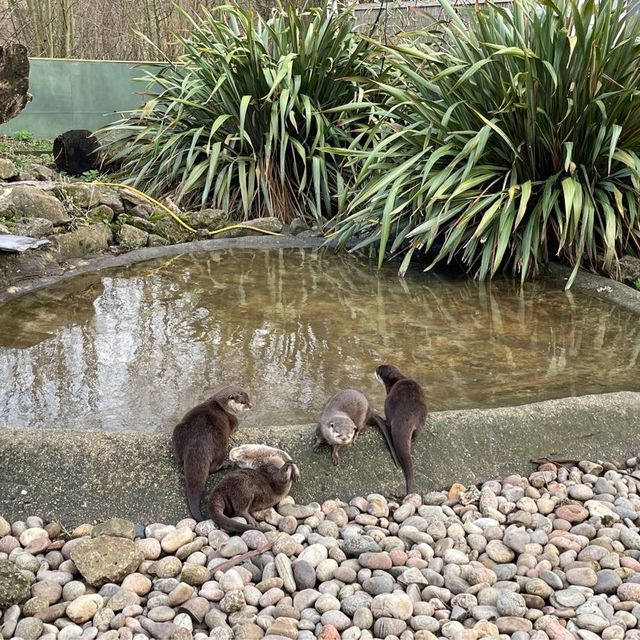 這麼大·那麼凍的Beale Wildlife Park
